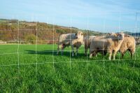 Schafnetz turbomax High Energy Braided 105 cm – 50 m, Doppelspitze