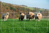 Schafnetz turbomax High Energy Braided 120 cm – 50...