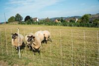 Ziegennetz turbomax 105 cm – 50 m, elektrifizierbar mit Doppelspitze