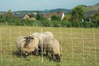 Ziegennetz turbomax 105 cm – 50 m, elektrifizierbar mit Doppelspitze