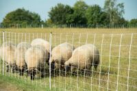 Ziegennetz turbomax 105 cm – 50 m, elektrifizierbar mit Doppelspitze