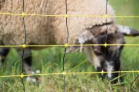 Schafnetz horinetz 105 cm – 50 m mit Doppelspitze