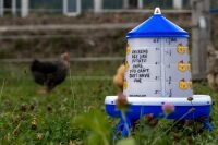 Geflügelfutterautomat "Chips" |  blau |...