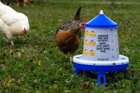 Geflügelfutterautomat "Chips" |  blau | inklusive Standfüße| 4 kg K