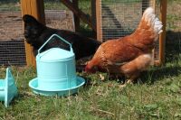 Trichter-Futterautomat für Hühner | Expoxid beschichtet | 3 L