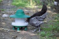 Kunststoff Regendach für Futterautomat ASCOT | grün (2,5 kg)