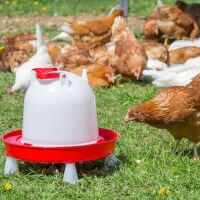 Kunststoff Geflügeltränke COMBO 6 Liter –...