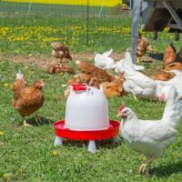 Kunststoff Geflügeltränke COMBO mit Bajonettverschluss rot  (6 L)