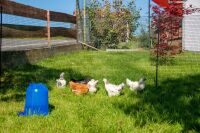 Hühnertränke Kunststoff 5 Liter – Blaue Geflügeltränke stabil & hygienisch