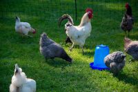 Hühnertränke Kunststoff 5 Liter – Blaue Geflügeltränke stabil & hygienisch