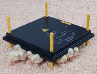 Wärmeplatte für Küken | 42 Watt | 40 cm x...